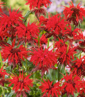 Monarda didyma 'Cambridge Scarlet'